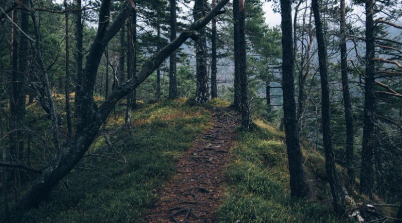 Quisque nec Quisque nec