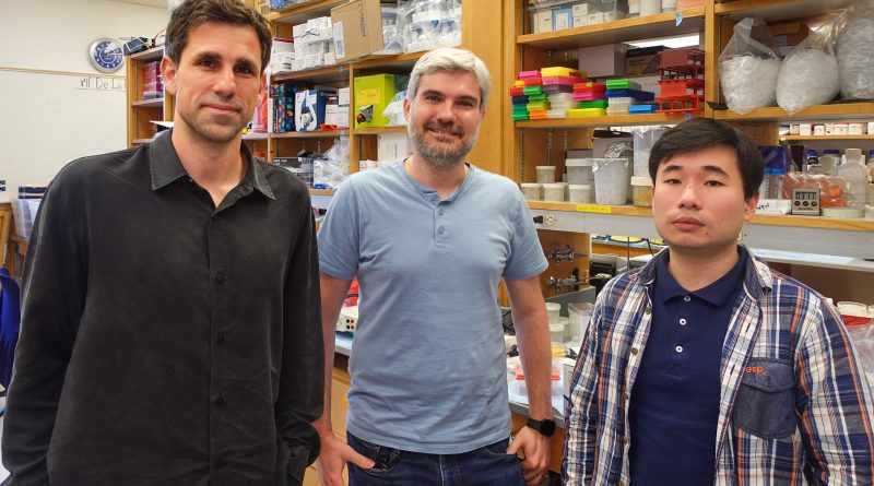 La IA descubre antibióticos en arqueas, los microorganismos que explican el origen de la vida compleja