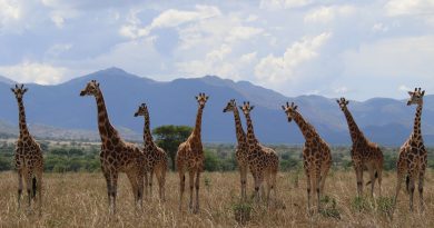 Una reclasificación científica histórica descubre que existen cuatro especies de jirafas