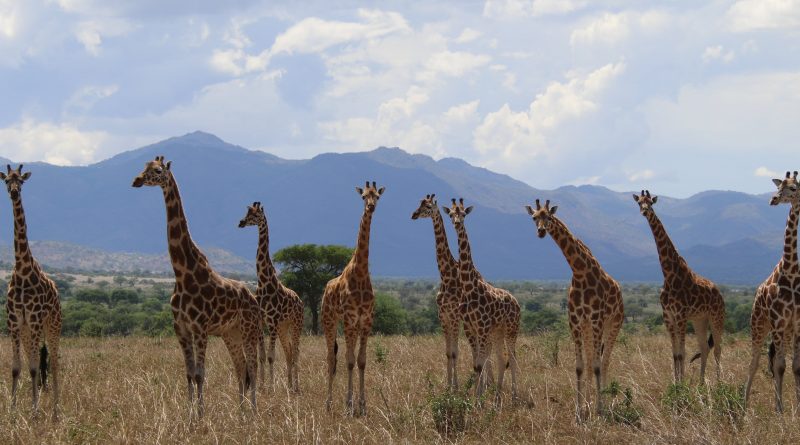 Una reclasificación científica histórica descubre que existen cuatro especies de jirafas