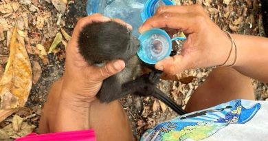 Miles de especies estuvieron expuestas en 2024 a un calor que nunca habían sufrido