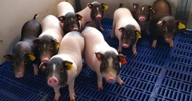 El primer trasplante de un pulmón animal en el pecho de una persona funciona durante nueve días