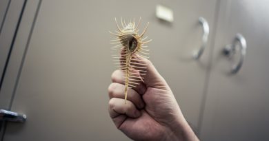 Dos millones de conchas encierran la historia de la ambición humana: un viaje de lujo, belleza y poder