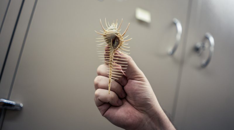 Dos millones de conchas encierran la historia de la ambición humana: un viaje de lujo, belleza y poder