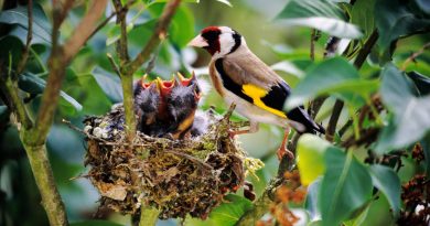 Las luces humanas han alargado el canto de los pájaros