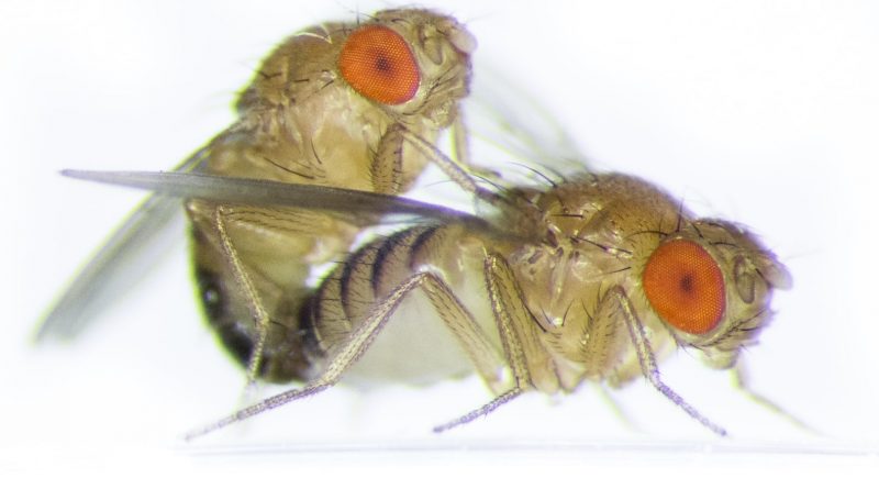 Una modificación genética transfiere a una mosca la costumbre de otra especie de regurgitar antes de copular