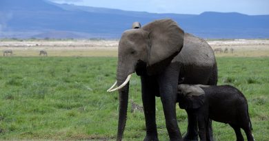 Los animales que desmontan el mito del instinto maternal