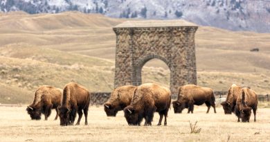 La última manada de bisontes reverdece las praderas americanas