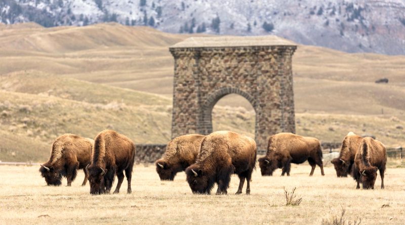 La última manada de bisontes reverdece las praderas americanas
