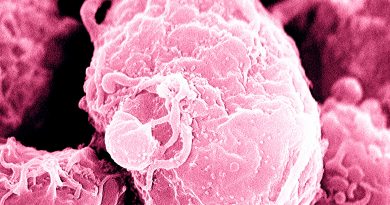 Al sistema inmune también le salen ‘arrugas’: ¿qué ocurre cuando nuestras defensas envejecen?
