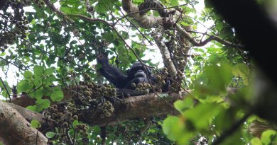 Los chimpancés toman el alcohol equivalente a dos o tres cañas de cerveza al día