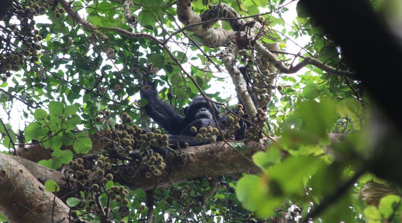 Los chimpancés toman el alcohol equivalente a dos o tres cañas de cerveza al día