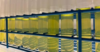 Las criaturas más pequeñas y abundantes del océano no pueden con el calentamiento del mar