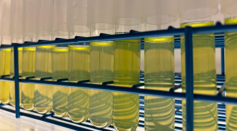 Las criaturas más pequeñas y abundantes del océano no pueden con el calentamiento del mar