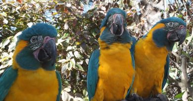 Los loros pueden imitar lo que otros de su especie aprenden, una habilidad solo vista en humanos