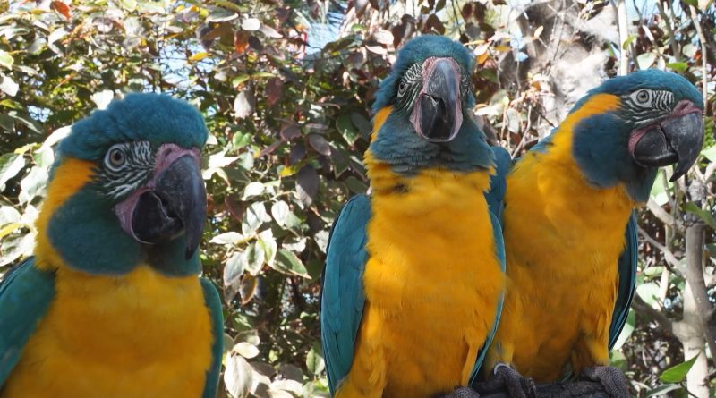 Los loros pueden imitar lo que otros de su especie aprenden, una habilidad solo vista en humanos Los loros pueden imitar lo que otros de su especie aprenden, una habilidad solo vista en humanos