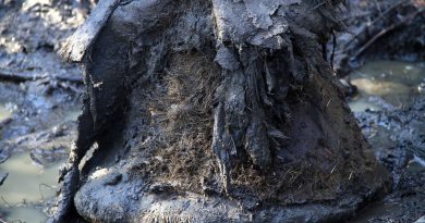 Rescatado ADN de bacterias que vivieron en un mamut hace más de un millón de años, el más antiguo conocido