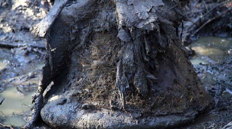 Rescatado ADN de bacterias que vivieron en un mamut hace más de un millón de años, el más antiguo conocido