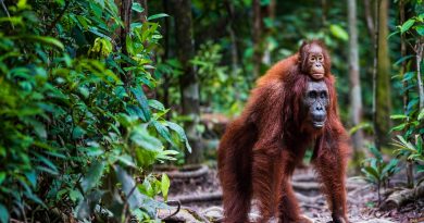 ¿Qué ocurre cuándo se experimenta con el cariño entre madres e hijos?