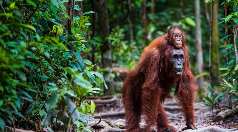 ¿Qué ocurre cuándo se experimenta con el cariño entre madres e hijos? ¿Qué ocurre cuándo se experimenta con el cariño entre madres e hijos?
