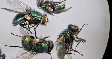 Las moscas que anuncian la muerte: la ciencia sofistica el uso de insectos para resolver crímenes más complejos