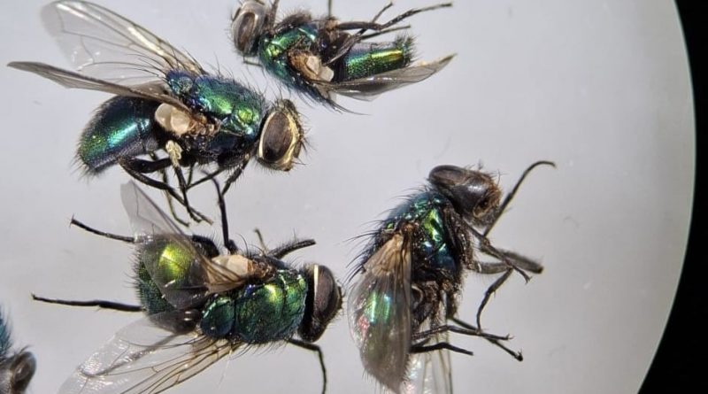 Las moscas que anuncian la muerte: la ciencia sofistica el uso de insectos para resolver crímenes más complejos