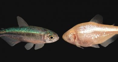 Estos peces de cueva perdieron sus ojos, una y otra vez, y podrían tener la clave para luchar contra la obesidad