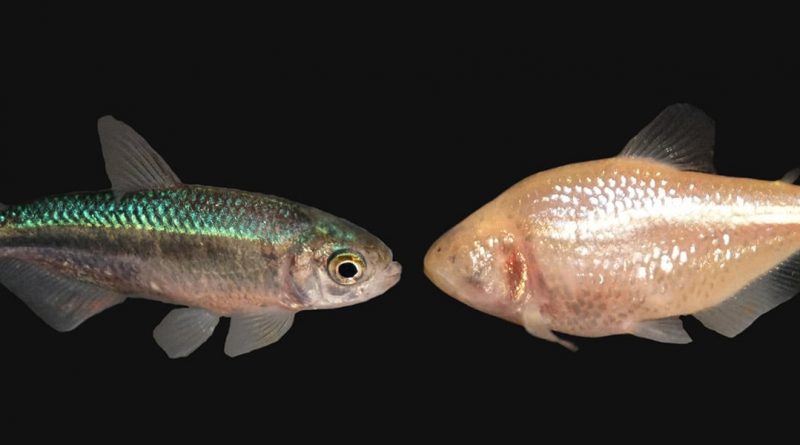 Estos peces de cueva perdieron sus ojos, una y otra vez, y podrían tener la clave para luchar contra la obesidad