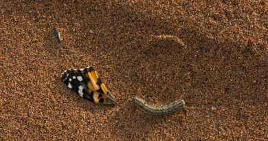 15.000 kilómetros, tres continentes y 10 generaciones. Este fotógrafo ha retratado por primera vez la épica migración de las mariposas carderas