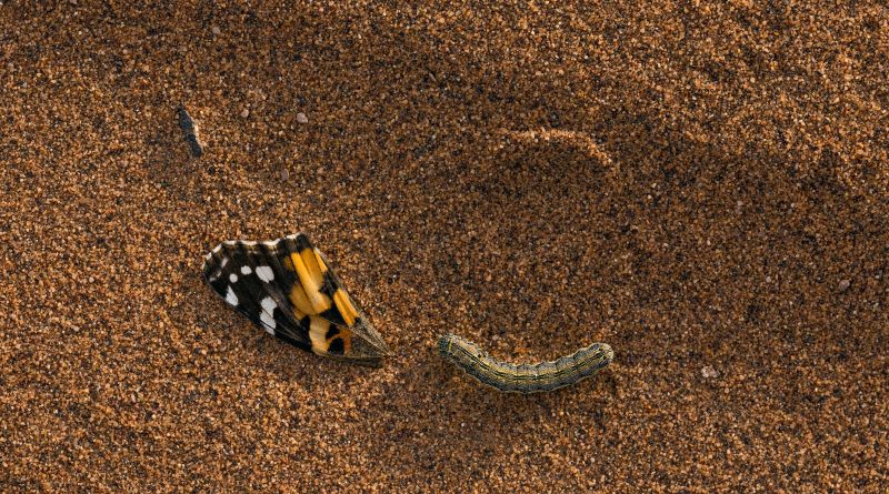 15.000 kilómetros, tres continentes y 10 generaciones. Este fotógrafo ha retratado por primera vez la épica migración de las mariposas carderas