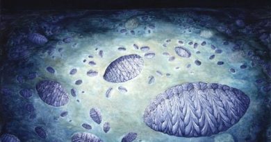 ¿Qué surgió antes, las plantas o los animales?