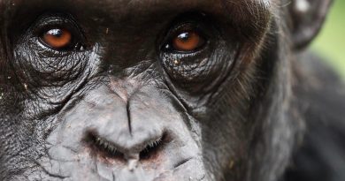 Compartimos el planeta con “otro ser racional”: los chimpancés cambian de creencia ante nuevas pruebas