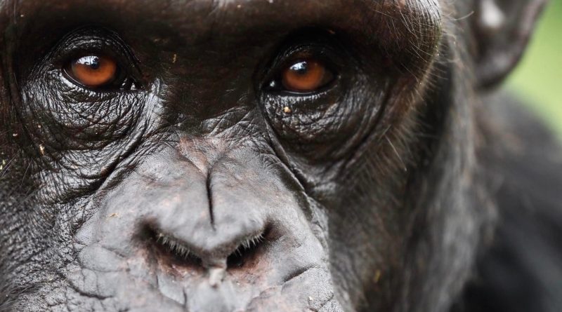 Compartimos el planeta con “otro ser racional”: los chimpancés cambian de creencia ante nuevas pruebas