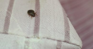 ¿Por qué las chinches pican varias veces seguidas?