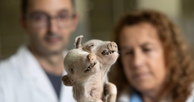 La mayor colección de malformaciones de España teme su cierre