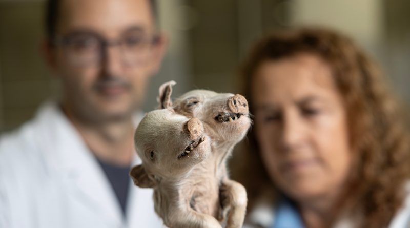 La mayor colección de malformaciones de España teme su cierre La mayor colección de malformaciones de España teme su cierre