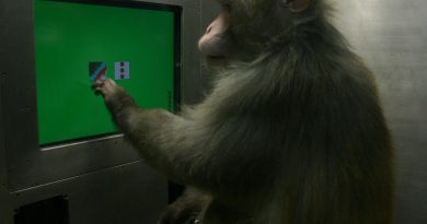 Al igual que Sócrates, ¿saben los animales que no saben?