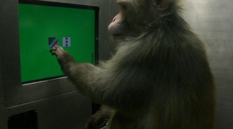 Al igual que Sócrates, ¿saben los animales que no saben?