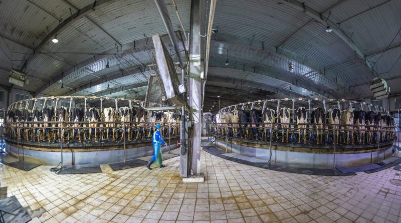 El planeta es nuestra granja: por cada animal salvaje hay 10 para consumo o domésticos