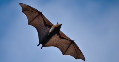 El juego del lenguaje