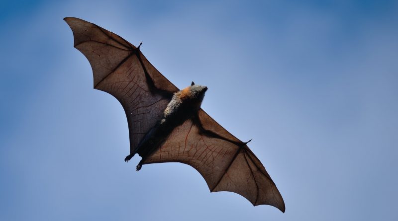 El juego del lenguaje El juego del lenguaje