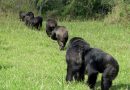 Los chimpancés van a la guerra por la supervivencia de sus hijos