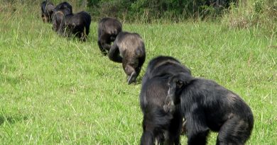 Los chimpancés van a la guerra por la supervivencia de sus hijos