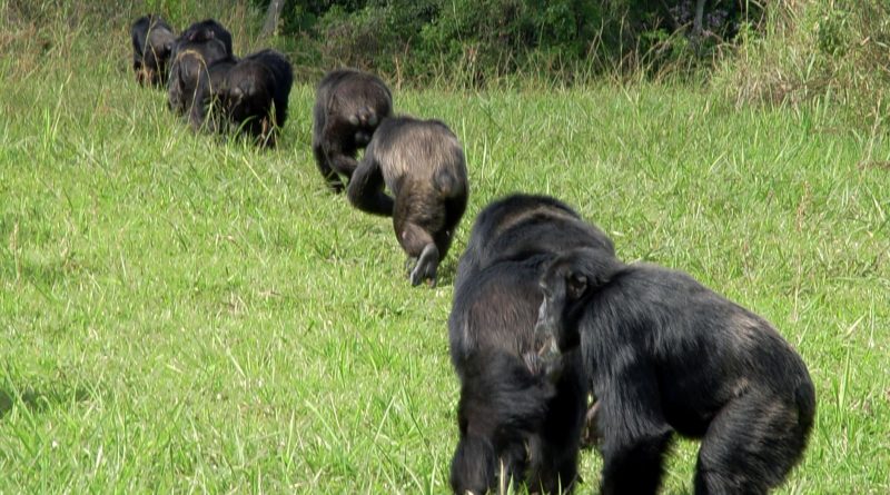 Los chimpancés van a la guerra por la supervivencia de sus hijos Los chimpancés van a la guerra por la supervivencia de sus hijos