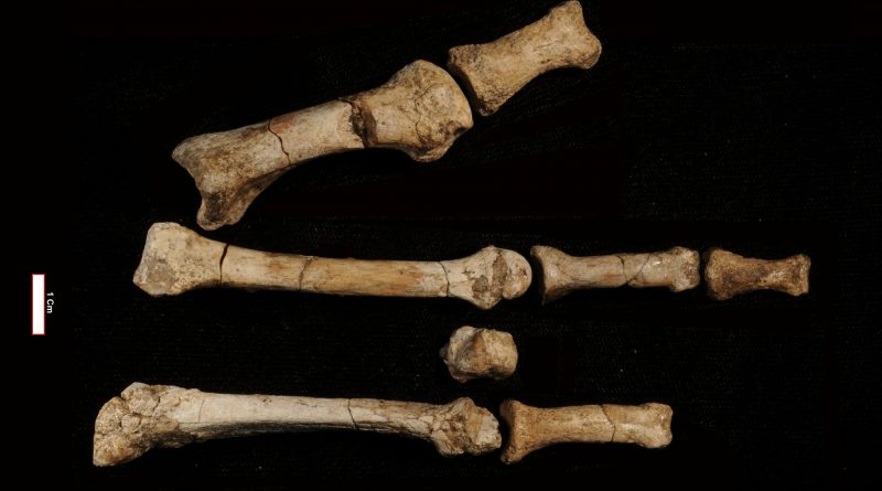 ‘Lucy’ no estaba sola: un misterioso pie de hace 3,4 millones de años complica la evolución humana