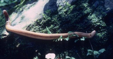 ¿Sabías que el mayor número primo capicúa conocido tiene casi dos millones de cifras?