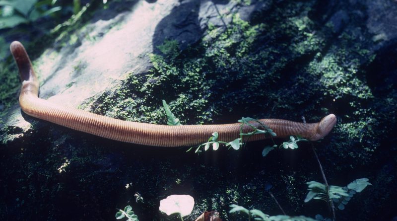 ¿Sabías que el mayor número primo capicúa conocido tiene casi dos millones de cifras?