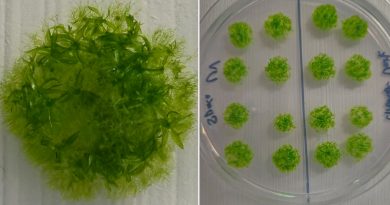 Vacío, radiación y temperaturas extremas: este musgo resistió nueve meses en el espacio sin protección y regresó vivo a la Tierra