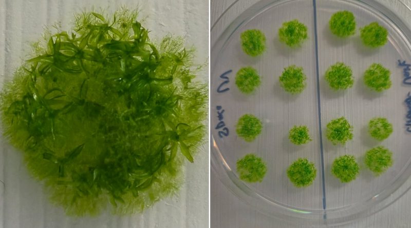Vacío, radiación y temperaturas extremas: este musgo resistió nueve meses en el espacio sin protección y regresó vivo a la Tierra