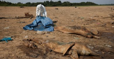 Cientos de delfines muertos por los 41 grados de récord en las aguas amazónicas: “Estaba tan caliente que no tenían refugio”